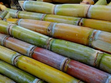 Estos son los beneficios de la caña de azúcar