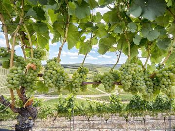 Descubre los vinos de la D.O. Rueda y su versatilidad