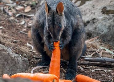 Lanzan zanahorias para animales afectados por los incendios en Australia