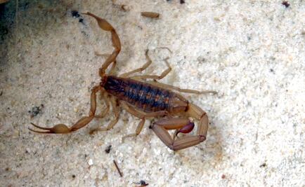 La ciencia le da “alas” a los alacranes