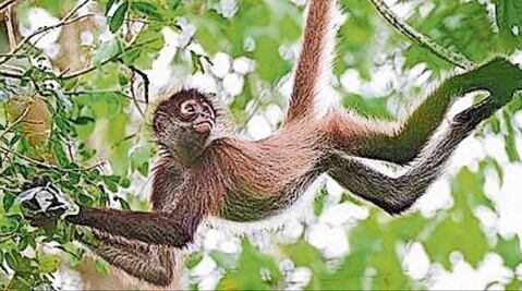 Meta cierra cuentas para tráfico de especies