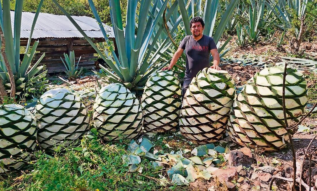 Héctor Galindo comenzó a exportar su mezcal artesanal SNUVIKO en 2021; sin embargo, desde que comenzaron las redadas en EU sus pedidos se han reducido drásticamente. Foto: Especial