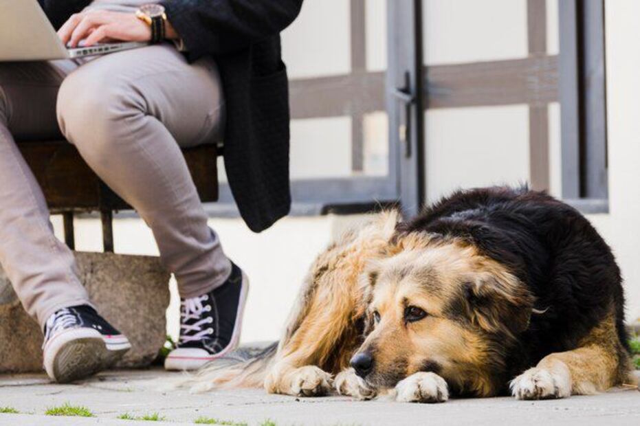 Conoce los desafíos de salud que enfrentan los perros a medida que envejecen. Fuente: Freepik.
