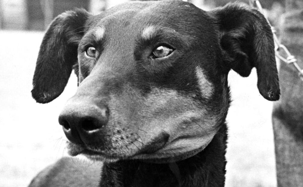 Algunos países sacrifican a los perros contagiados de rabia. Foto: Archivo EL UNIVERSAL.