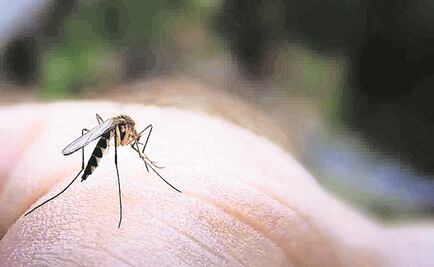 Buscan modificar mosquitos genéricamente para evitar dengue en BCS