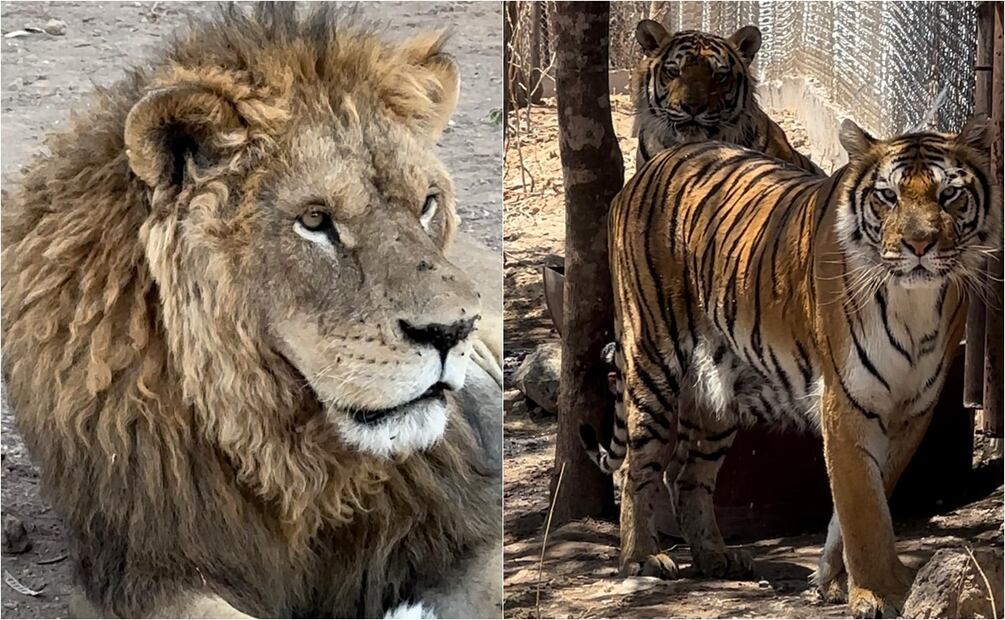 Felinos rescatados de Black Jaguar-White Tiger siguen en custodia temporal tras dos años sin apoyo gubernamental. Foto: Especial