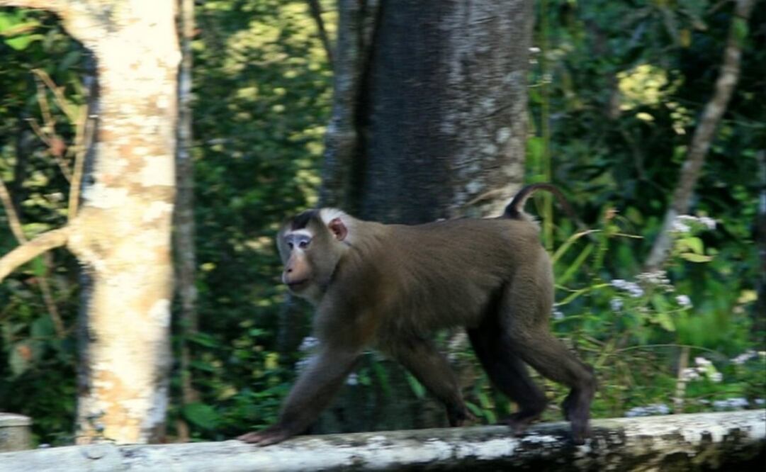 Se presentó un caso de malformaciones en un ejemplar de macaco cola de cerdo. (FOTO: Especial)
