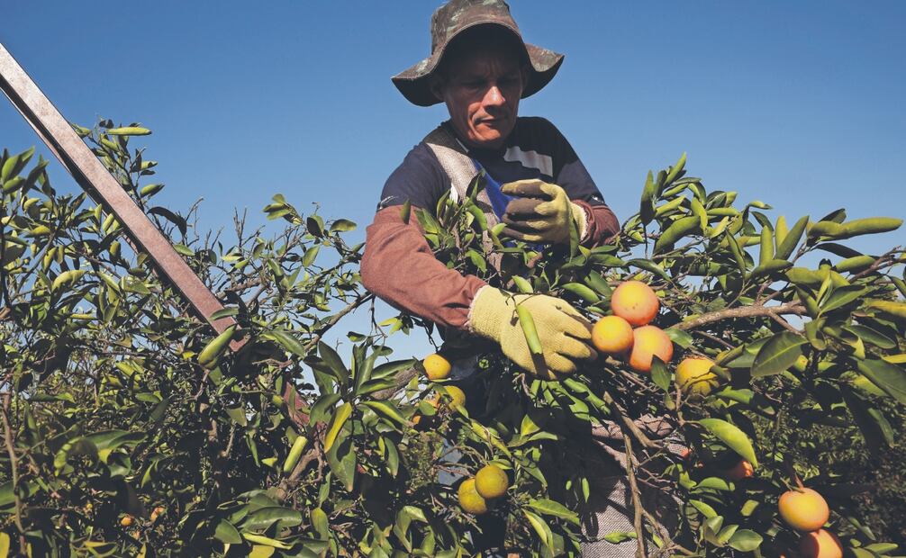 Un trabajador en la cosecha de naranjas en Sao Paulo. Brasil advirtió del impacto que tendrán los aranceles. Foto: de Ettore Chiereguini. AP
