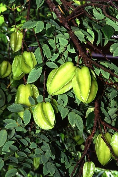 Los beneficios de comer carambolo