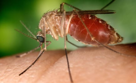 Aumenta número de países con casos de Zika