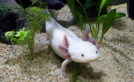 UNAM lanza campaña “AdoptAxolotl”; busca preservar a los ajolotes 