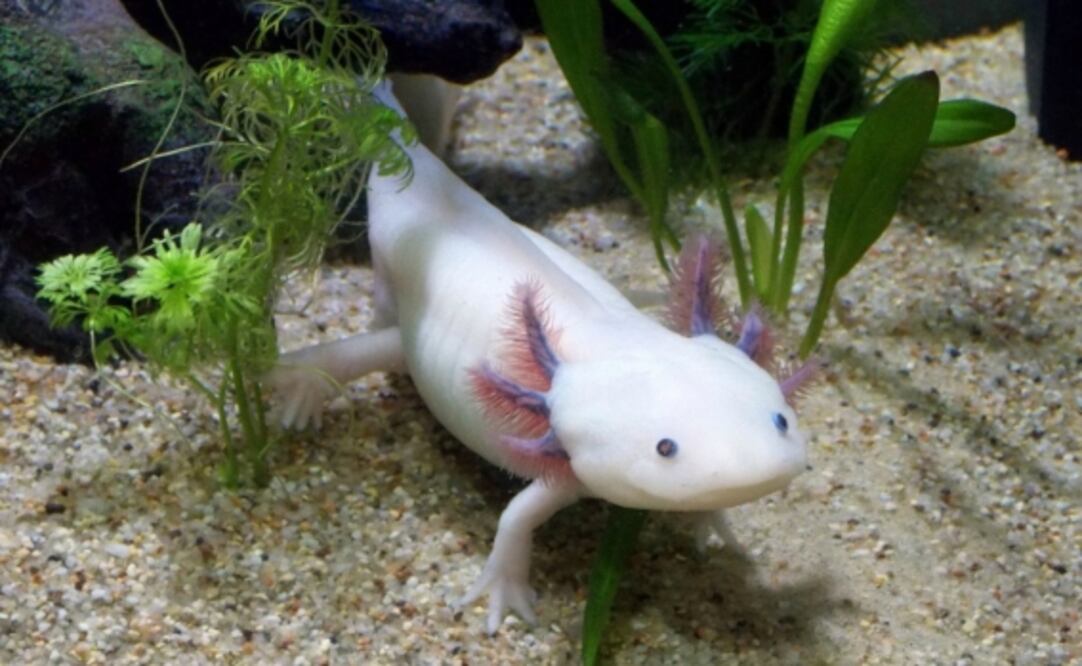 UNAM lanza campaña “AdoptAxolotl”; busca preservar a los ajolotes 