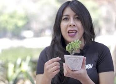 Mexicana recolectar colillas de cigarro para cultivar plantas