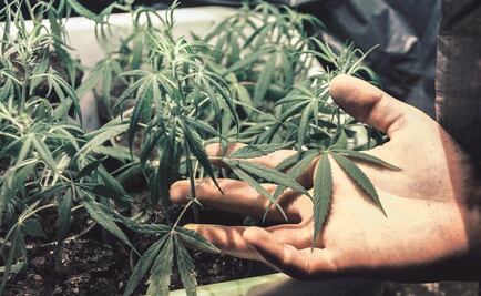 Pagará impuesto consumo de marihuana; será un reto cobrarlo: Hacienda