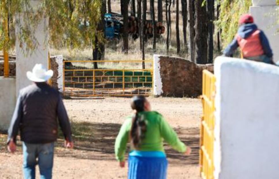 "Narcotala," how drug cartels have infiltrated the forest industry in Chihuahua