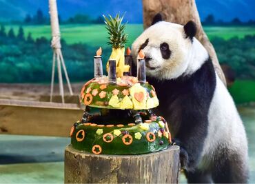 China declara que los osos panda ya no están en peligro de extinción