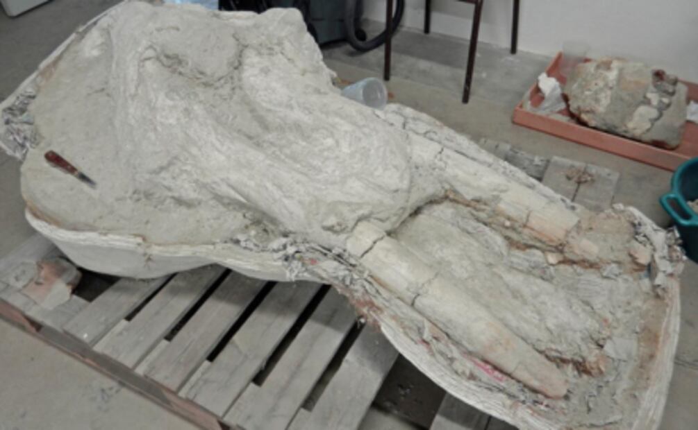 Hallan cráneo de un mastodonte, el único conocido en su especie