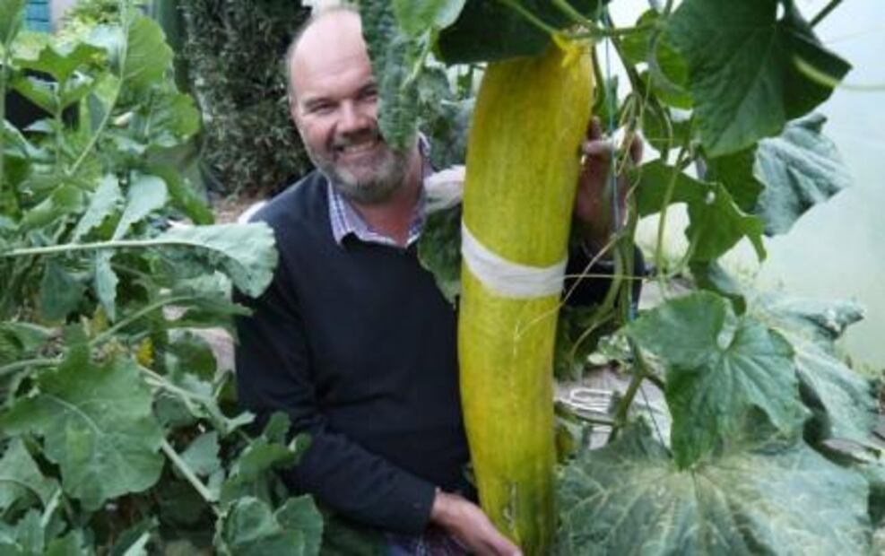 Conoce 10 curiosidades del pepino