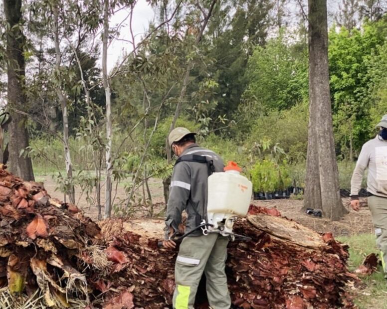 Preparan a palmera centenaria de Glorieta de La Palma para ser intervenida por artistas 