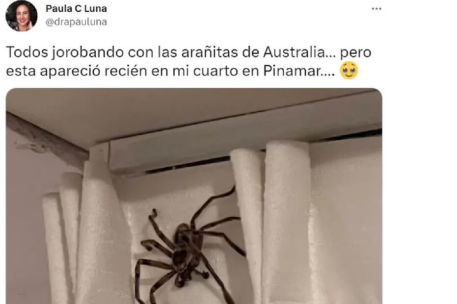 Una araña, de grandes dimensiones, irrumpió en una casa de Pinamar Foto: captura de pantalla