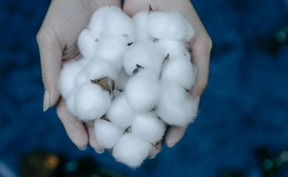 Xinjiang produce aproximadamente el 20 % del algodón mundial. Foto: Pexels