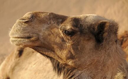 OMS confirma un caso de MERS-Cov detectado en Emiratos Árabes; es más mortal que el Sars-CoV2