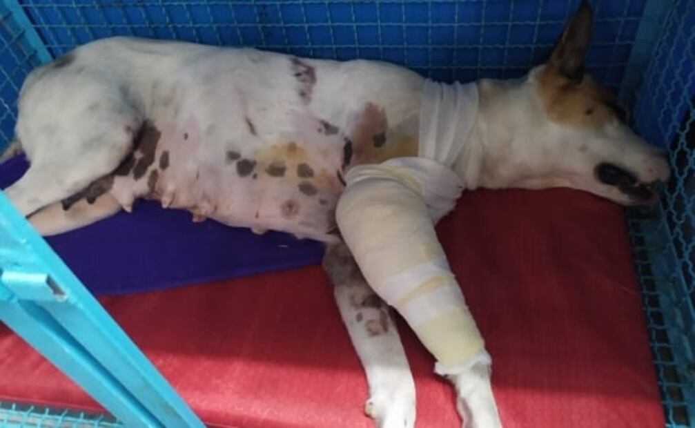 Operación lomitos: intervenciones quirúrgicas a perritos rescatados en el Metro han sido exitosas, dice autoridad