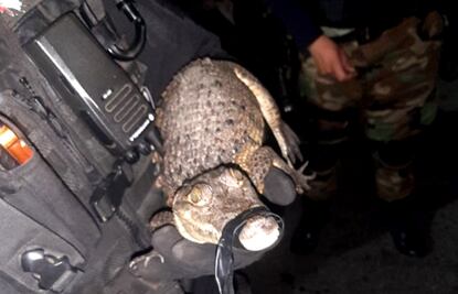 Joven es detenido cuando trasladaba un caimán y una boa en su motoneta