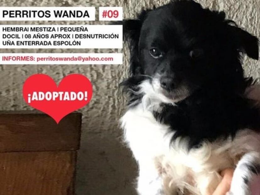"Wanda Seux, un ser amoroso con los animales": Regina Orozco