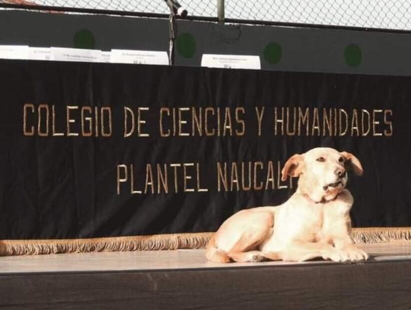 Este entrañable personaje, murió en el 2021 y un año después la coordinación del plantel inauguró un mural que formará parte del patrimonio ceceachero. Foto: Redes Sociales