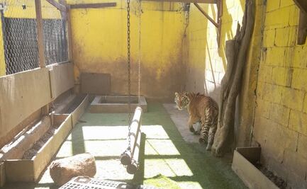 Rescatan a tigresa en Monterrey durante cateo contra narcomenudeo