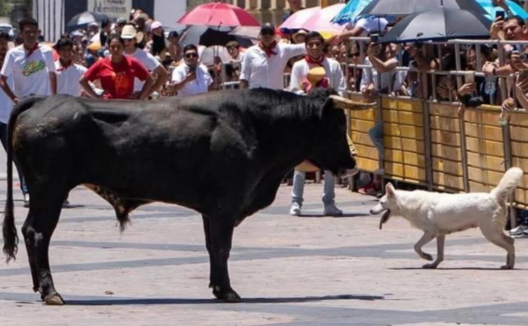 La perrita “Nube” murió corneada por un toro en un evento taurino Aguascalientes (06/09/2025). Foto: Especial