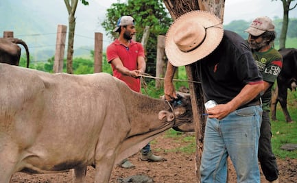 Pese a gusano barrenador, gobierno recortó presupuesto para sanidad e inocuidad, critica Consejo Nacional Agropecuario