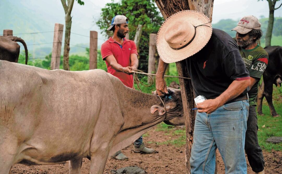 Ganaderos exigen al gobierno aplicar medidas para salvaguardar a los estados donde no hay plaga del gusano barrenador. Foto: Isabel Mateos/ Archivo CUARTOSCURO
