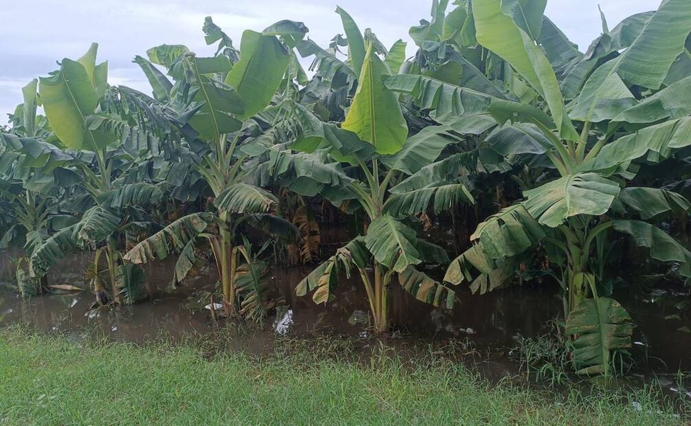 Más de 12 hectáreas de cultivos de plátano macho y banano se encuentren en medio del agua. Foto: cortesía
