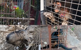 Profepa rescata a 138 animales tras operativo en el sureste del país; mono araña, reptiles, tortugas y un venado, entre las especies