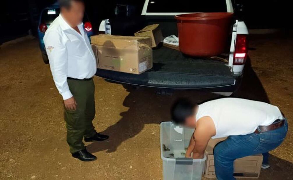 FGR y Profepa rescatan 3 mil 500 tortugas que pretendían traficar en Chiapas. Foto: Especial