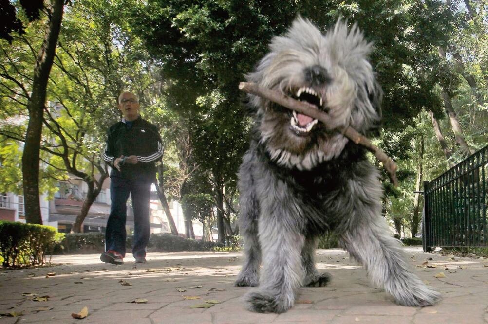 Autoridades advierten que matar a un animal es un delito no menor. La nueva ley que se aprobó en 2014 de maltrato animal señala que son dos años de prisión por animal que haya sido asesinado (FERNANDO RAMÍREZ. EL UNIVERSAL)