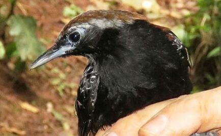 Científicos descubren nueva especie de ave en la amazonía 