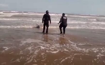 Policía rescata a delfín varado en playas de Matamoros, Tamaulipas 