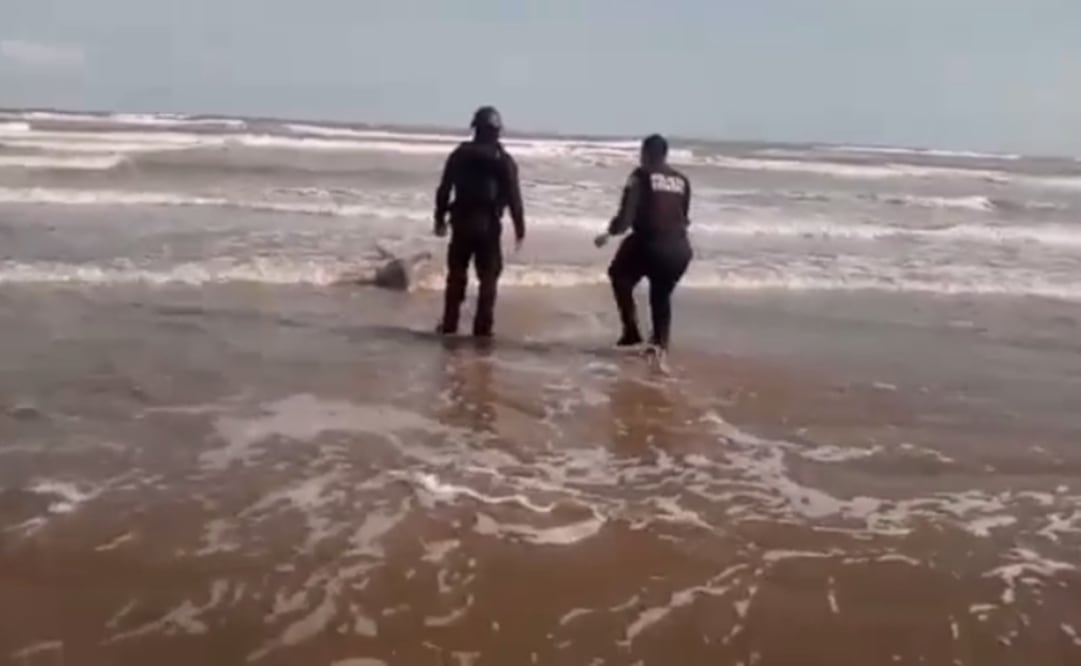 La Secretaria de Seguridad de Tamaulipas confirmó que este rescate ocurrió la tarde del jueves 28 de enero. Foto: Tomada del video