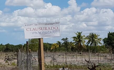 Clausuran segundo asentamiento irregular en una zona de manglar en Yucatán