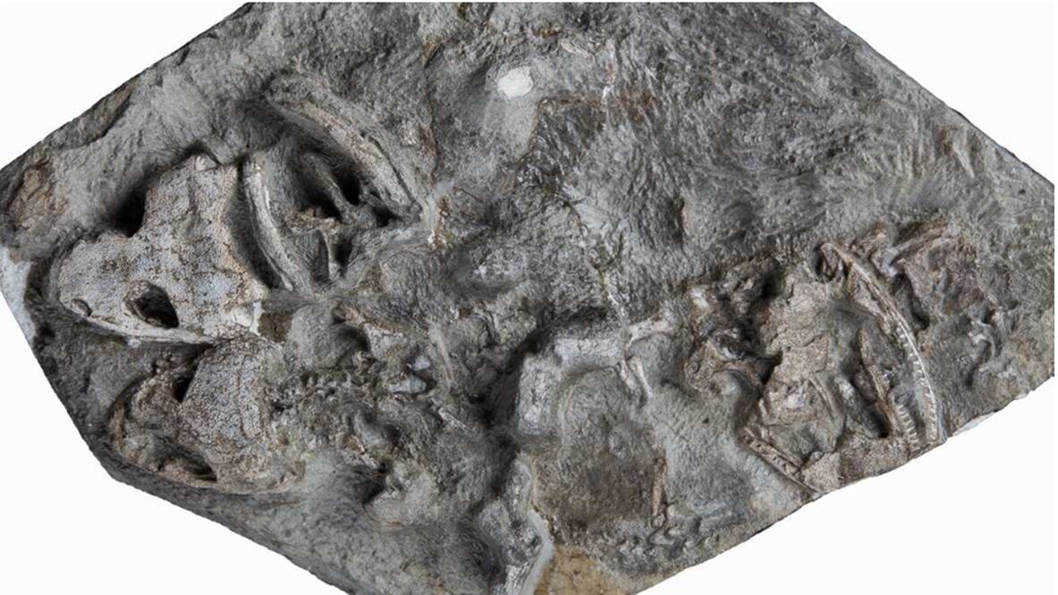 Foto: Vía Europa Press