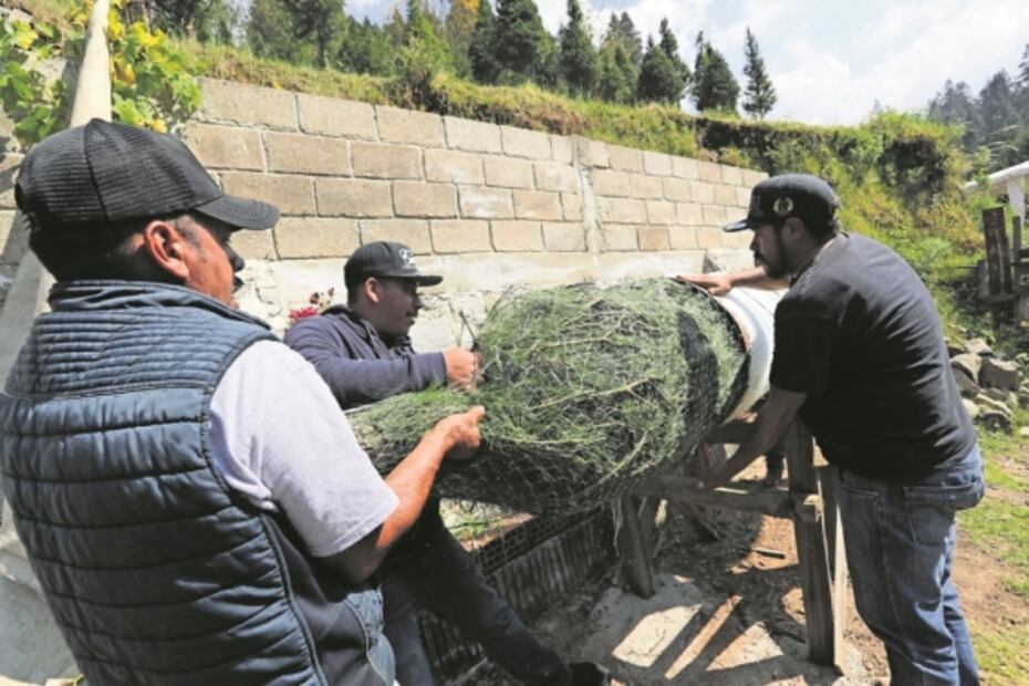 Productores de árboles de Navidad esperan superar las ventas del año pasado en Xonacatlán