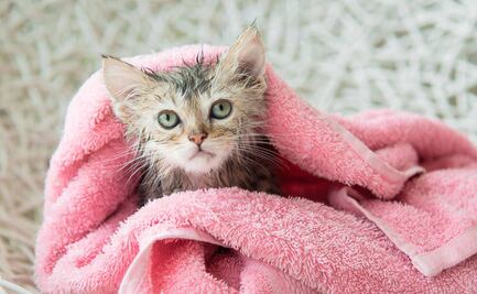 ¿Cada cuánto se recomienda bañar a un gato?; conoce cómo hacerlo correctamente