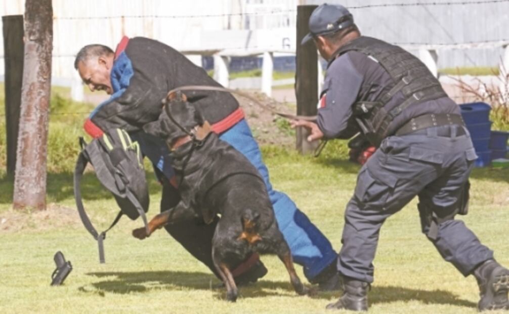 Entrenan a estos perros para hallar a desaparecidos, drogas y armas