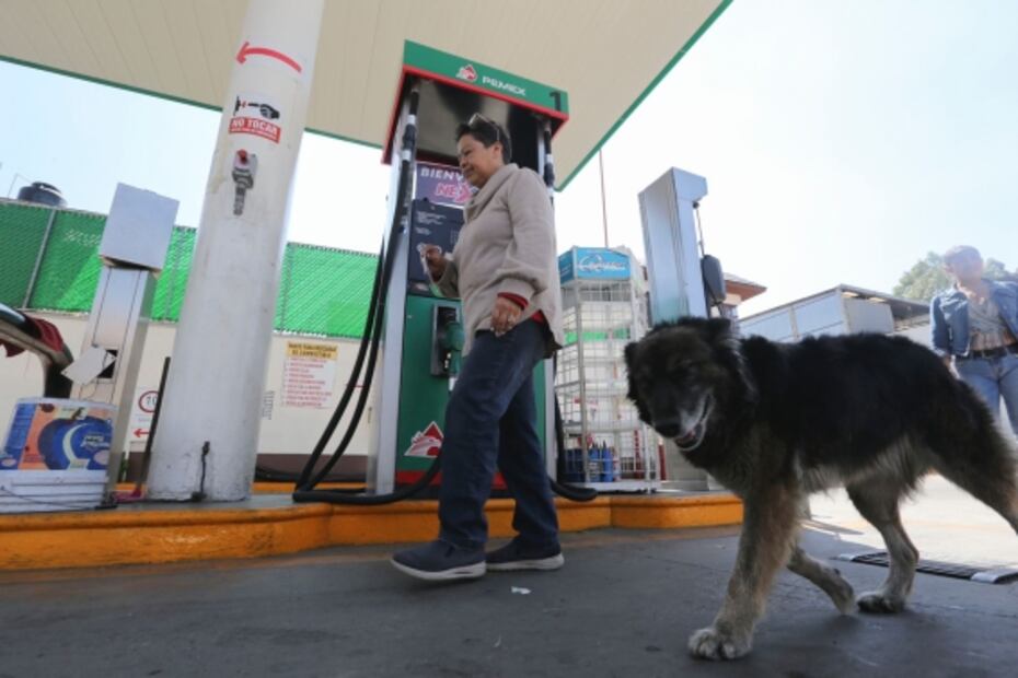 Adoptan a perrita en gasolinera de Toluca; “parece sonreír cuando la apapachan”: FOTOS  