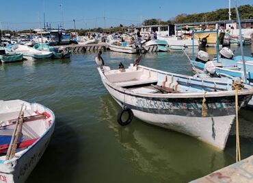 Sector pesquero en Yucatán enfrenta escasez de pulpo; frentes fríos causan descenso en temperatura del mar
