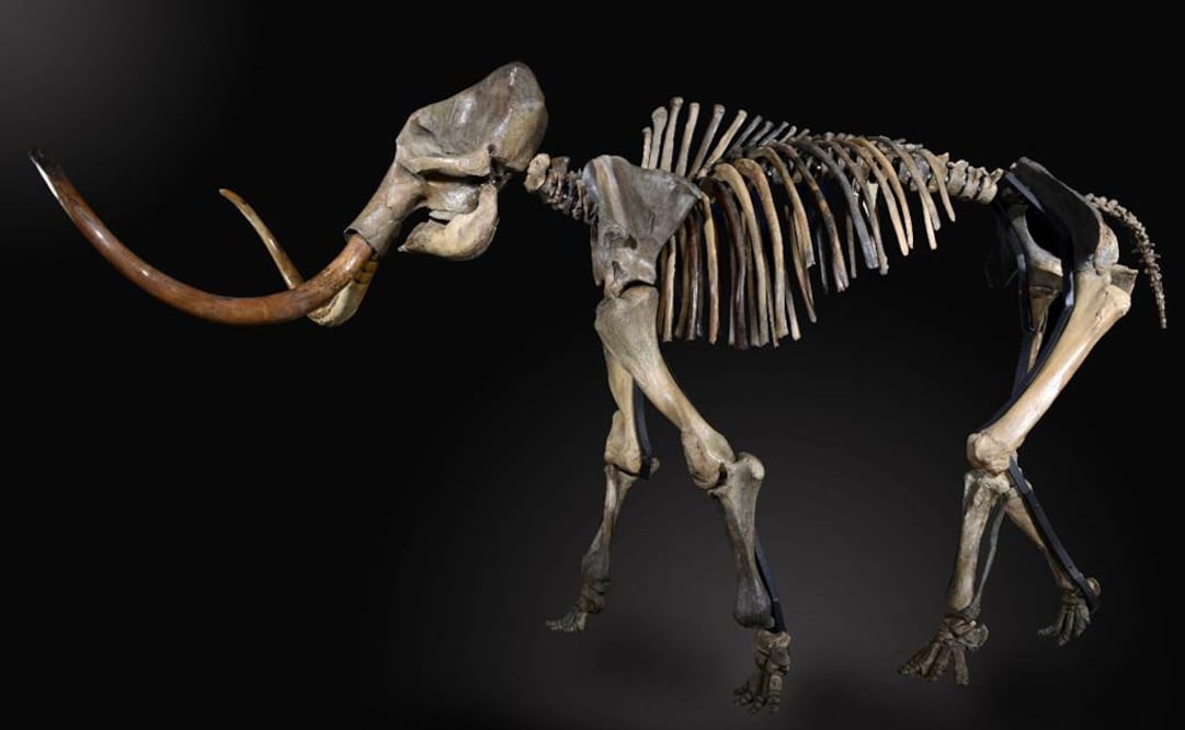 "La edad exacta de los restos no ha sido todavía determinada", explica el OAS. Foto: Archivo