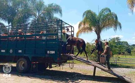 Encefalomielitis equina llega a Uruguay; piden a la población evitar agua estancada